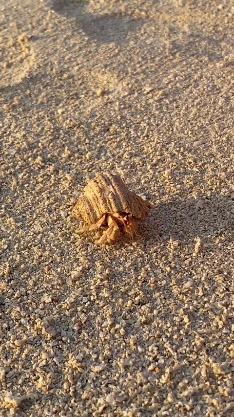 Hermit crab crawling on beach sand at golden hour Maldives 9:16 Stock Footage 344699641
