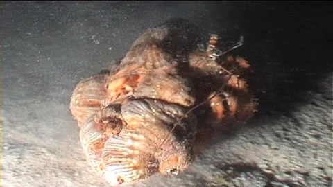 Hermit Crab Crawling At Night, Close Up Stock Footage 292621731