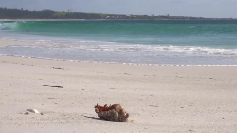 Hermit Crab Crawling Out Of Coral Shell On White Sand Beach With Lone Seagull Stockbeeldmateriaal 333663112