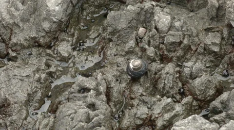 Hermit crab crawling on a rock Stock Footage 41934070