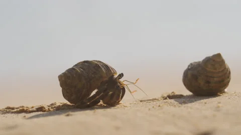 Hermit Crab Crawling On Sand Under The Afternoon Sun Stock Footage 236964366