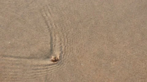 Hermit crab crawling into sandy and waves at beach Stock Footage 50375998