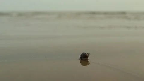 A hermit crab crawling on Sandy beach during sunset. Stock-Footage 275567969