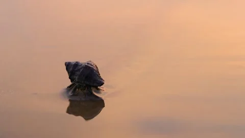 A hermit crab crawling on Sandy beach during sunset. Reflection of golden s.. Stock-Footage 275568027
