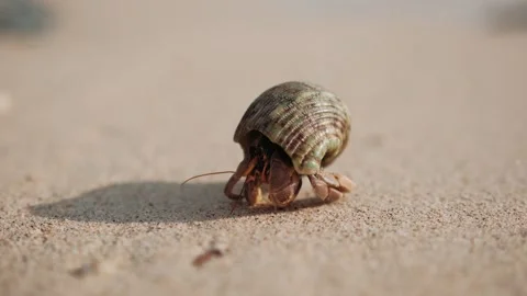 Hermit crab crawling sandy beach, across sunlit tropical shoreline in Thailand Stock Footage 318675611