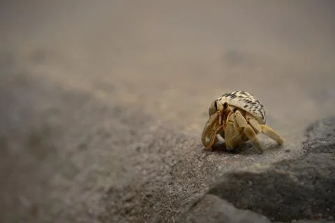Hermit Crab Crawling on Sandy Rock Surface Stock Photos