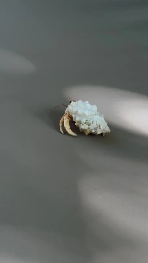 Hermit crab crawling with shell on surface in sunlight close up Stock Footage 334694147