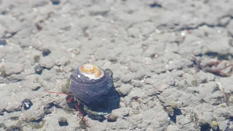 Hermit Crab Crawling under Shallow Water, Moss Beach California Stock Footage 167720957