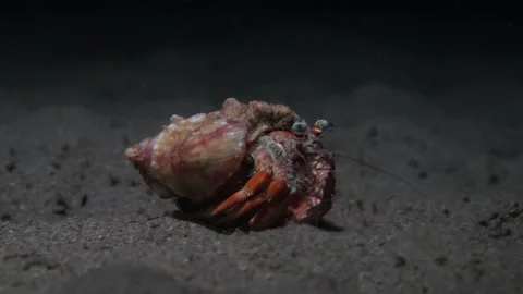 Hermit Crab is crawling underwater on a deep sand (side view) Stock Footage 138199015