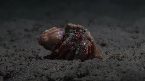 Hermit Crab is crawling underwater on a deep sand (front view) Stock Footage 138199245