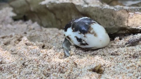 A hermit crab crawls across dry sand in its shell, looking for shelter. Video stock 343330841