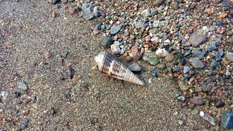 A hermit crab crawls along the beach on the sand Stock Footage 331348304