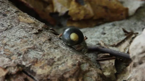 Hermit crab crawls along rock and hides. Vídeos de archivo 59798849