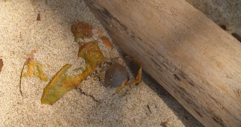 Hermit crab crawls onto a log Stock Footage 108602638