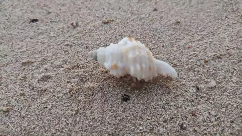 A hermit crab crawls out of its shell and crawls along the sandy shore. Ideal Stock Footage 280859816