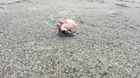 A hermit crab crawls on the sand Stock Footage 321815664