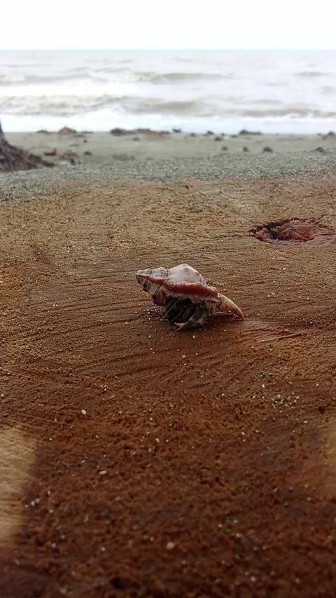 A hermit crab crawls on a tree stump Stock Footage 321815645
