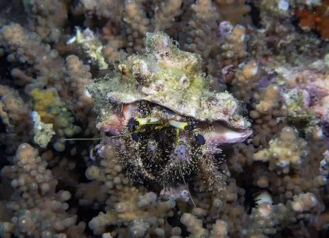 A Hermit Crab (Dardanus sp.) Foto stock
