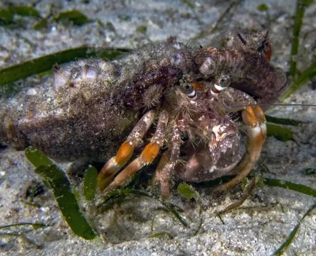 A Hermit Crab (Dardanus sp.) Stockfoto's