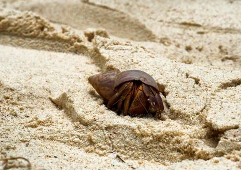 Hermit crab in defensive stance in shell Stock Photos