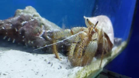 Hermit crab digging in the sand Stock Footage 259637605