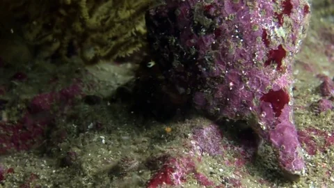 Hermit crab drags on itself cockleshell underwater on seabed in Galapagos. Stock Footage 83137490