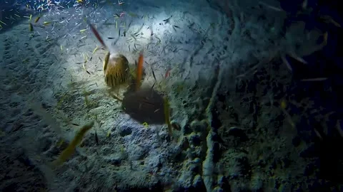 Hermit Crab during night dive in Belize Vídeos de archivo 247271138