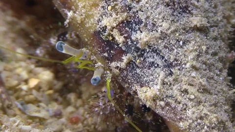 Hermit crab eating in the night Video stock 78207028