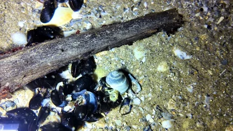 The hermit crab eats clams Stock Footage 280054698