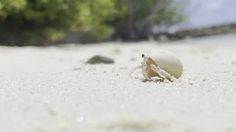 Hermit crab emerges from shell on white sandy tropical beach, crosses frame Stock Footage 210225343