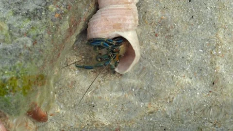 Hermit Crab Emerging From Shell in Clear Tropical Shallow Water Vídeos de archivo 336303620