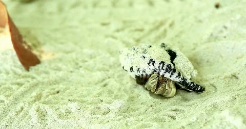 Hermit Crab Emerging From The Shell Stock Footage 88760930