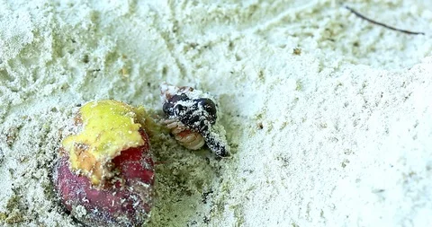 Hermit Crab Emerging The Shell For A Ripe Fruit Stock Footage 88943362
