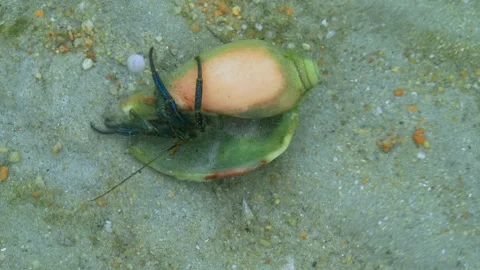 Hermit Crab Emerging From Shell on Sandy Seabed Macro Видео 336844836