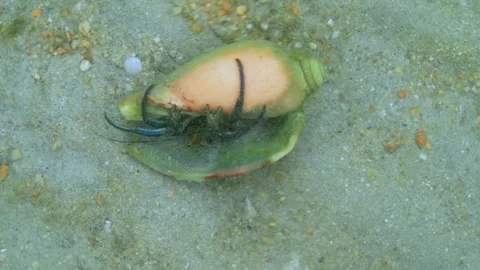 Hermit Crab Emerging From Shell on Sandy Tropical Seabed Vídeo Stock 336939760