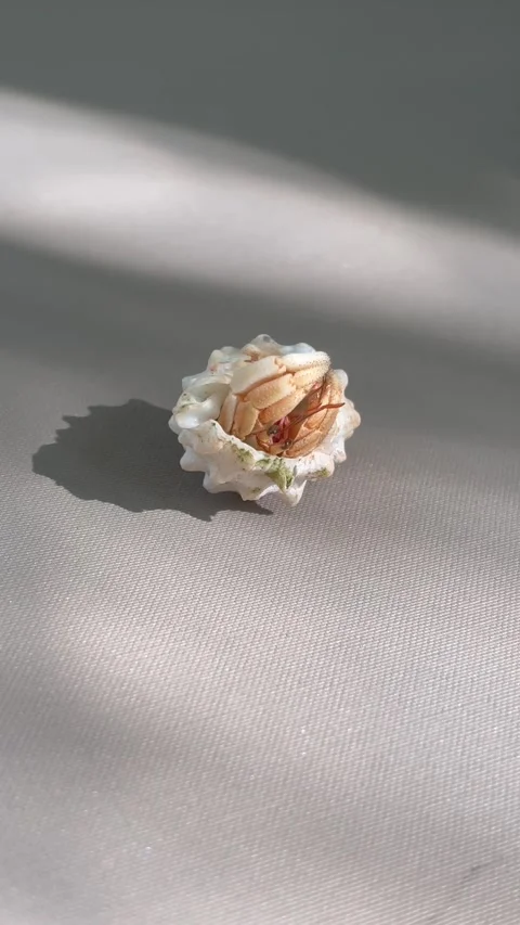 Hermit crab emerging from shell on surface close up Stock Footage 334538852