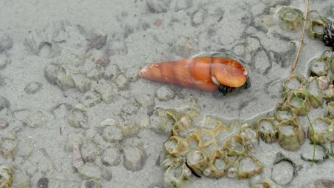 Hermit Crab Emerging From Spiral Seashell in Shallow Coastal Waters Stock-Footage 336435922