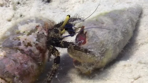 Hermit Crab Examines Empty Shell in Daylight at the Bottom of the Ocean Stock Footage 324173857