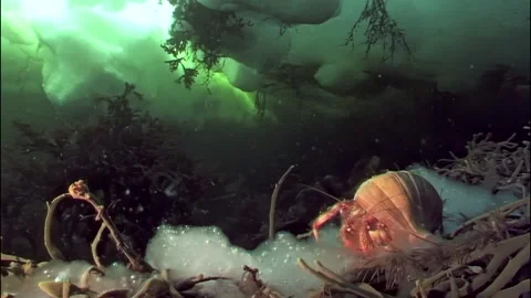 Hermit crab explores icy Arctic Ocean seabed in search of food Stock-Footage 309664732