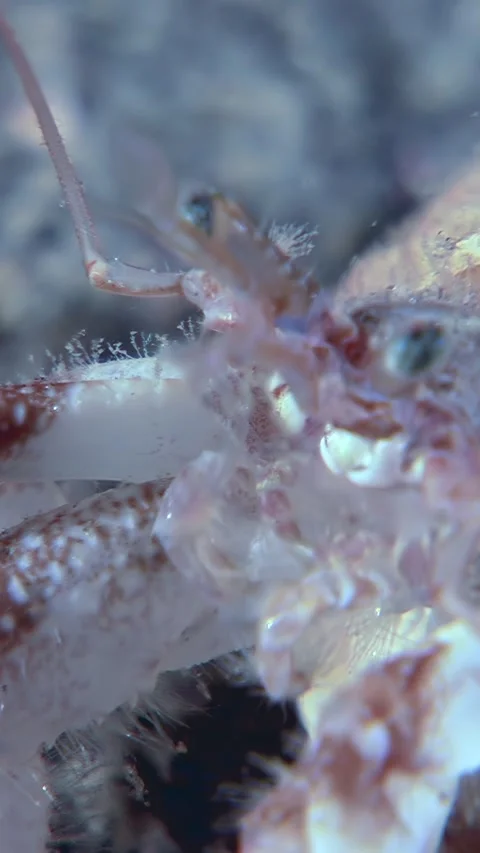Hermit Crab Explores a Tide Pool During the Early Morning Hours Stock Footage 338358524