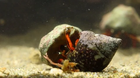 Hermit crab exploring a potential new shell Vídeos de archivo 97922202