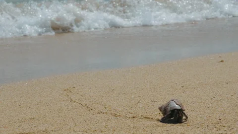 Hermit crab exploring sandy beach with beautiful shell and ocean waves in the Stock Footage 236243346