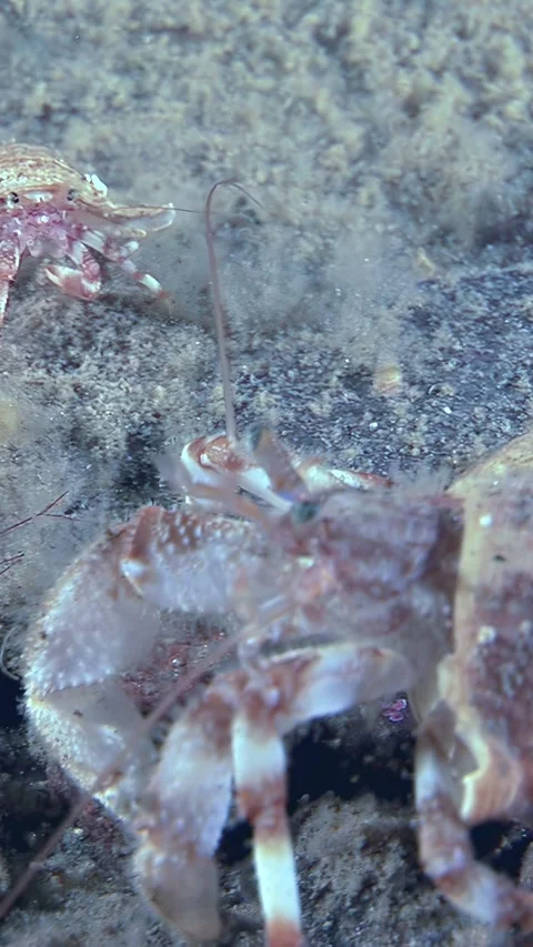 Hermit Crab Exploring Underwater, Foraging in the Sand, Filmed in Bonaire Video stock 328908156