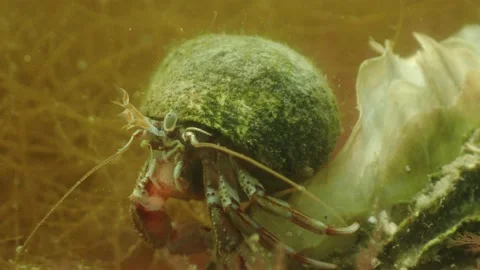 Hermit Crab Feeding on Algae in Water, resting on Oyster, Underwater 4k Stock Footage 231723016