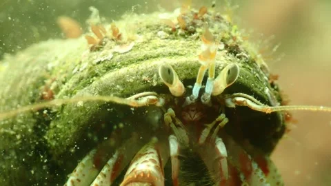 Hermit Crab Feeding on Algae in Water, resting on Oyster, Underwater 4k Stock Footage 231723017