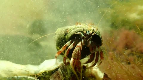 Hermit Crab Feeding on Algae in Water, resting on Oyster, Underwater 4k Stock Footage 231723025