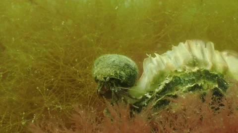 Hermit Crab Feeding on Algae in Water, resting on Oyster, Underwater 4k Stock Footage 231723116