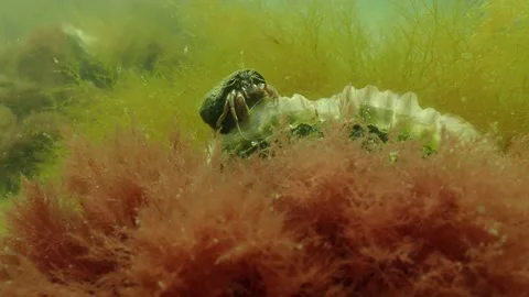 Hermit Crab Feeding on Algae in Water, resting on Oyster, Underwater 4k Stock Footage 231723188