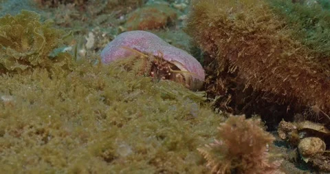 Hermit crab feeding in strong current Stock Footage 346242332