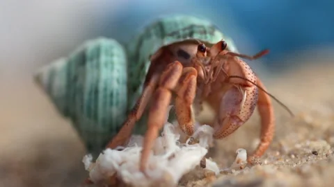 Hermit Crab Feeding/Eating Food Close Up Macro Stock Footage 161354801